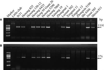 Identification of wheat stem rust resistance genes in wheat cultivars from Hebei province, China